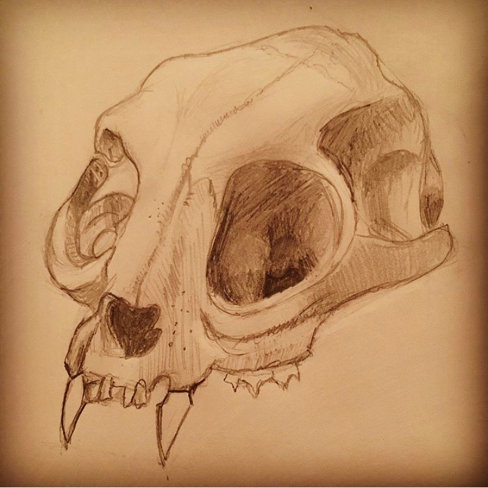 “Here Kitty” graphite on paper